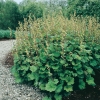 Tellima grandiflora 'Rubra'