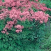 Thalictrum aquilegifolium