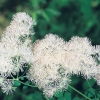 Thalictrum aquilegifolium 'Album' dettaglio