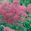 Thalictrum aquilegifolium 'Thundercloud'