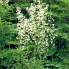 Thalictrum delavayi 'Album'