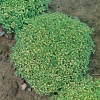 Thymus x citriodorus 'Bertram Anderson'