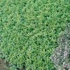 Thymus x citriodorus 'Golden Dwarf'