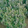 Thymus x citriodorus 'Variegatus'