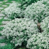 Thymus praecox 'Albus'