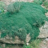 Thymus praecox 'Pseudolanuginosus'