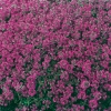 Thymus praecox 'Purple Beauty'