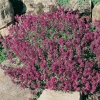 Thymus serpyllum 'Coccineus'