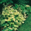 Tolmiea menziesii 'Taff's Gold' ('Variegata')