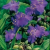 Tradescantia andersoniana