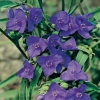 Tradescantia andersoniana 'Isis'