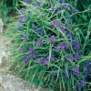 Tradescantia andersoniana 'Leonora'