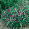 Tradescantia andersoniana 'Valour'