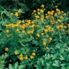 Trollius 'Orange Globe'