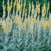 Verbascum bombyciferum 'Polarsommer'