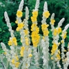 Verbascum bombyciferum 'Polarsommer' dettaglio