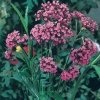 Verbena bonariensis dettaglio