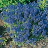 Veronica 'Crater Lake Blue'