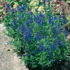 Veronica 'Royal Blue' ('Königblau')