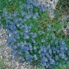 Veronica prostrata