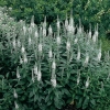 Veronica spicata 'Alba'