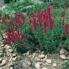 Veronica spicata 'Heidekind'