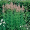 Veronicastrum virginicum 'Roseum'