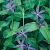 Vinca major var. hirsuta