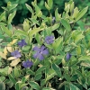 Vinca minor 'Aureovariegata'