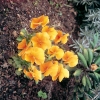 Viola cornuta 'Chantreyland'