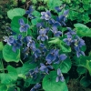 Viola odorata