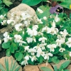 Viola odorata 'Alba'