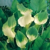 Zantedeschia aethiopica 'Green Godess'