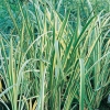 Acorus calamus 'Variegatus'