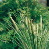 Acorus calamus 'Variegatus' dettaglio