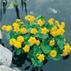 Caltha palustris 'Plena'