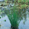 Juncus effusus