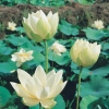 Nelumbo nucifera 'Alba Grandiflora'