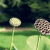 Nelumbo nucifera frutti