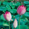 Nelumbo nucifera 'Rosea Plena'