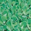 Pistia stratiotes dettaglio