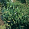 Sagittaria latifolia