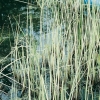 Scirpus lacustris 'Albescens'