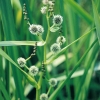 Sparganium erectum dettaglio