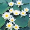 Nymphaea alba