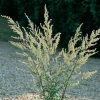 Artemisia vulgaris con fioritura