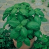 Occimum basilicum 'Grand Vert'