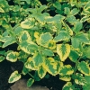 Melissa officinalis 'Variegata'