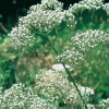 Valeriana officinalis