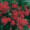 Achillea millefolium 'Fanal'